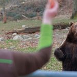 Tiere: Winterschlaf vorbei: Erster Bär in Tierpark Thale erwacht