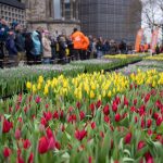 „Tulip Day Berlin“: Niederländer verwandeln Breitscheidplatz in Tulpenmeer