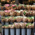 Blumen: Schlechte Tulpen-Ernte treibt die Preise