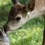 Neu im Kino: „Bambi“-Neuverfilmung: Statt Disney-Zauber Natur pur