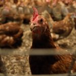 Tierschutz: Mitarbeitern nach Verdacht auf Tierschutzverstöße gekündigt