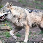 EU-Parlament stimmt über Schutzstatus des Wolfs und CO2-Grenzwerte für Autos ab