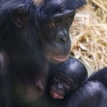 Affen-Nachwuchs: Bonobo-Baby im Kölner Zoo geboren