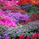 Blütenmeer in Bremen: Frühe Blüte im Rhododendron-Park