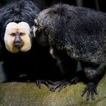 Unangemessenes Verhalten: Empörung über Zoo-Besucher in Tschechien