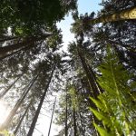 Forstwirtschaft: Warum im Südwesten 2024 weniger Holz geschlagen wurde