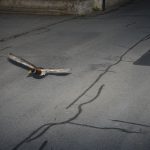 Tierisches: Schweizer Gemeinde: Rasende Ente in der Radarfalle