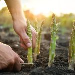 Ab März: Grünen Spargel im Garten anpflanzen? Ja, das geht!
