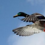 In Tempo-30-Zone: Ente mit 52 Stundenkilometern geblitzt – wohl nicht zum ersten Mal