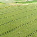 Agrar: Landvolk erwartet durchschnittliche Getreideernte