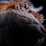 Reptilien in Baden-Württemberg ausgesetzt: Sieben Bartagamen gerettet