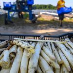 Ernteabschluss: Bauernverband zieht erstes positives Fazit zur Spargelsaison