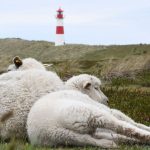 Raubtier auf Sylt: Goldschakal auf Sylt: Gericht verbietet Abschuss erneut