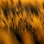 Situation der Landwirtschaft: Sinkende Getreidepreise lassen Bauern verzweifeln