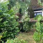 Unwetter in Berlin: Tausende Bäume beschädigt – Tegeler Forst vorerst gesperrt