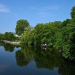 Klimaschutz: Grüne wollen eine Million Bäume für Berlin