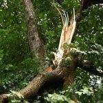 Unwetter: Forstbehörde warnt vor Gefahr: Tegeler Forst bleibt gesperrt