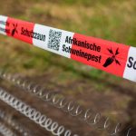 Tierseuche: Afrikanische Schweinepest im Landkreis Görlitz aufgehoben