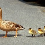 Sachsen: Entenfamilie verursacht hohen Unfallschaden auf Autobahn
