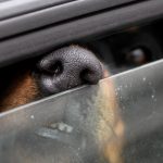Bayern: Hund bei sommerlichen Temperaturen im Auto gelassen – tot