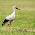 Tiere: Polizei rettet abgemagerten Storch