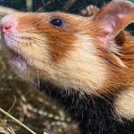 EU fördert Schutz der Hamster: Bestand der Feldhamster in Sachsen soll wachsen