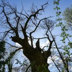 Tegeler Forst: Wie hat der älteste Baum Berlins den Sturm überstanden?