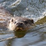Tierschutz: Aiwanger kritisiert Gerichtsentscheidung zu Fischottern