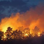 Waldbrände: Nächster Waldbrand im Harz – Feuer in Thale gelöscht