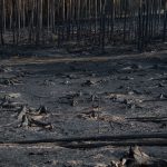 Saalfelder Höhe: „Das ist Übermenschliches“ – Waldbrand fordert Helfer heraus