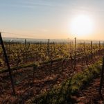 Wetter: Wieder Sonne in Rheinland-Pfalz und Saarland erwartet