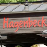 Tiere: Junger Affe im Tierpark Hagenbeck erstickt beim Spielen