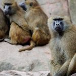 Konflikte durch Platzmangel: Tierschützer: Tötung von Nürnberger Pavianen verhindern