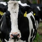 Lidl will Großteil seiner Molkereiprodukte auf höhere Haltungsformstufe umstellen