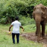 Studie zu Gefahren: Experten warnen Touristen: Keine wilden Elefanten füttern