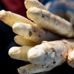 Erntebilanz: Bessere Spargelernte in Schleswig-Holstein