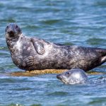 Tiere: Polizei in Hamburg rettet verletzte Robbe aus Elbe