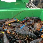 Schonzeit missachtet: Trotz Fangverbot Hummer gefischt – Bußgeld für Kutterführer