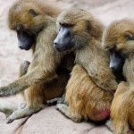 Zootiere: Wieso tötete der Nürnberger Tiergarten gesunde Paviane?