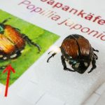 Gefährlicher Schädling: Einschränkungen für Bürger wegen Japankäfern