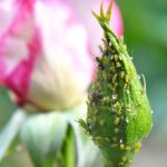 Pflanzenschutz: Blattläuse auf Rosen bekämpfen: So reduzieren Sie den Befall