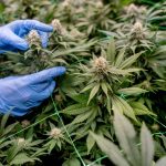 Ein Jahr nach der Erlaubnis: In Deutschland gibt es fast 300 Cannabis-Clubs