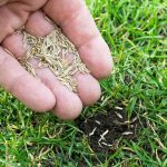 Sommersaison: Bio-Rasendünger (Testsieger) für 19 statt 60 Euro: Top Garten-Angebote am Dienstag