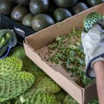 Stachliges Superfood: Dieses Rezept beweist, dass der Feigenkaktus in den Sommersalat gehört