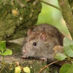 Ohne Giftköder: Ratten vertreiben: So schlagen Sie die Nagetiere in die Flucht