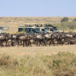 Tierwanderung: Spektakuläre Wanderung der Gnus – Sorge vor Übertourismus