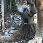 Mutter verweigerte Aufzucht: Zoo Leipzig schläfert drei Tigerjunge ein