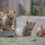 Erschöpfte Babykatze aus Altkleidercontainer in Niedersachsen gerettet