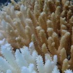 Klimawandel: Hitzestress: Rekord-Korallenbleiche vor Westaustralien