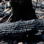Trockenheit: Mittlere bis hohe Waldbrandgefahr in Rheinland-Pfalz